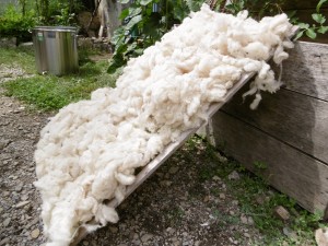 Lavage de la laine